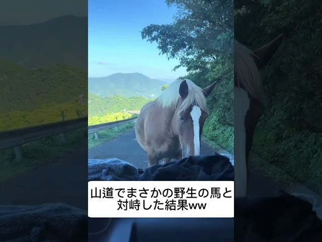 こいつ日本語知ってる