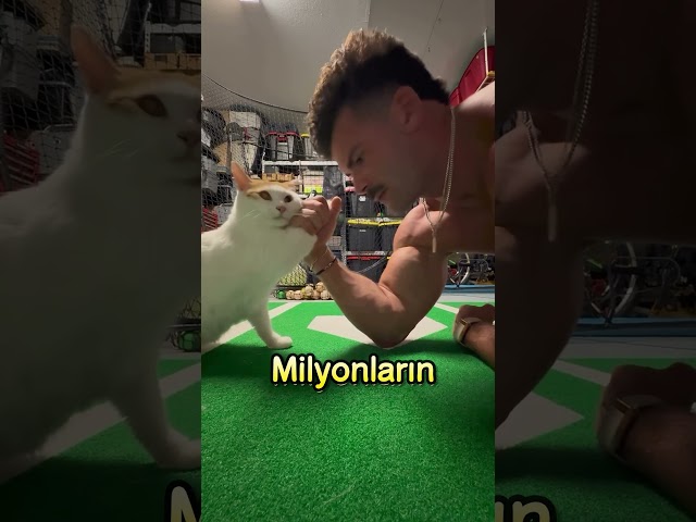Evdeki Gerçek Boss Aslında Kediydi! 🐱💪😼