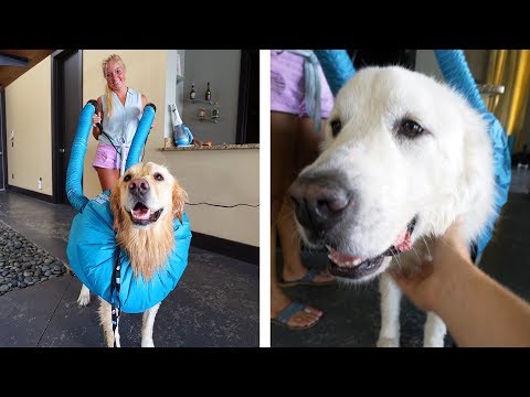 THE INSANE DOG DRYER (Super Cooper Sunday #160)