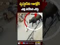 Bull attacks old man in Haryana, video shocks netizens