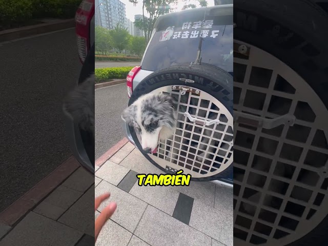 Unbelievable Dog Gets Custom Seat Made From a Car Tyre