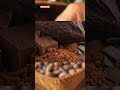 What is the devastating virus that threatens the worlds chocolate supply?| NewsX  - 00:56 min - News - Video