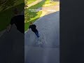 Brave dog chases bear out of garage #shorts #dog #bear #viral #foxnews #news #us #fox #animals  - 00:25 min - News - Video