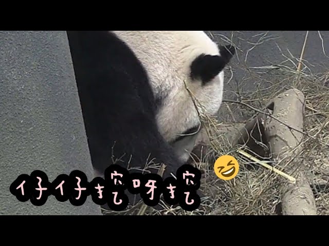 圓仔雙手靈活挖呀挖，圓仔忙做工|熊貓貓熊The Giant Panda Yuan Yuan and Yuan Bao|台北市立動物園