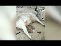 Viral: Cow feeds 4 puppies after their mother dies in accident
