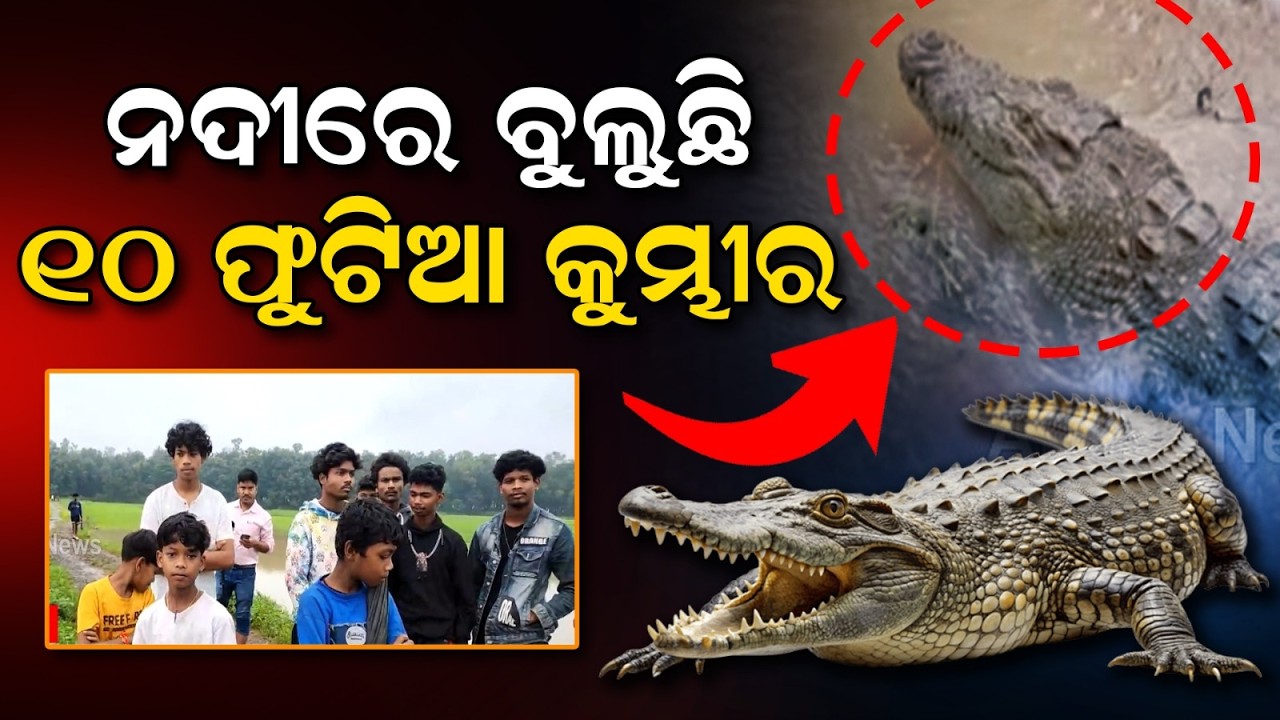 10-Foot-Long Crocodile Spotted In Badapada River Near Jeypore, Triggers Panic | Argus News