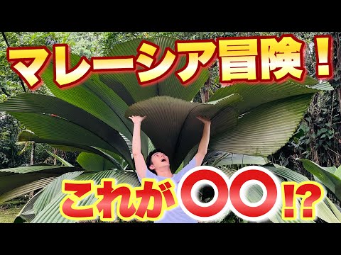 【マレーシア探検】これも○○！？観葉植物巨大化の秘訣【観葉植物】【ガーデニング】【原産地】