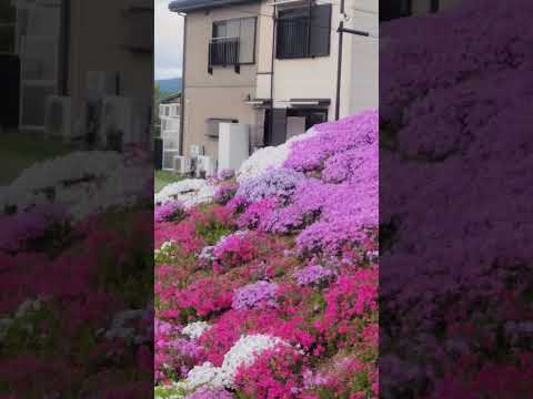 【季節の散歩】見事すぎるご近所の芝桜😱😆👍