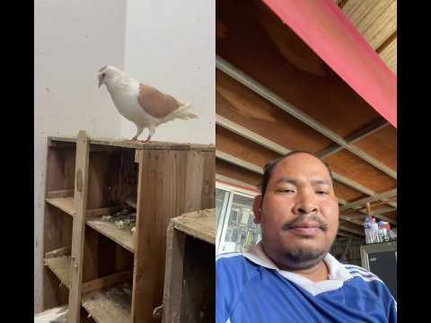 #duet #funny #pets #nizamkucinglucu #kucingbelangtiga #capcut #cat #cartoon #catshorts #doggielife