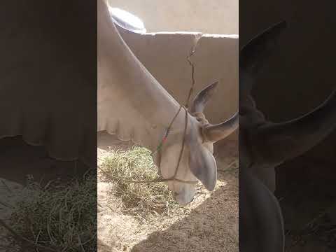 wow cow  🐄 #animals #anmals #catfunny #donkey #catvideos #travel #camel #cow #shorts #viral #wow