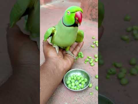 beautiful parrot talking on hands 😍 #petbird #talkingparot #parrot #funny #nonstoptalkingparrot