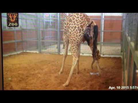 Birth of a giraffe at the Dallas zoo apr.-10-2015