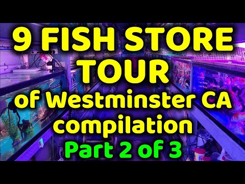 VISITING 9 FISH STORES IN WESTMINSTER CA TOUR COMP The following are the fish stores toured in this video_ DD Fish-Pets; and Tong's Tropical Fish. Enjo