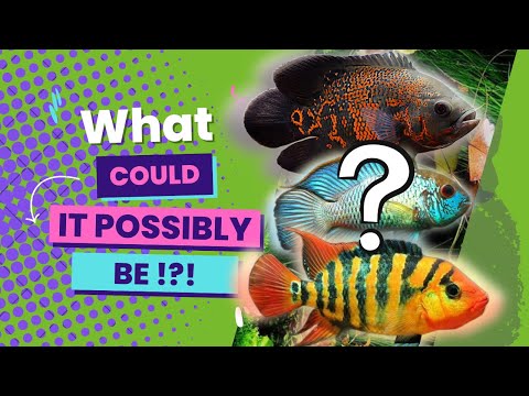 We Got New MONSTER CICHLIDS For the Fish Room!!! Hey everyone!

Long time no see. I am keen for you guys to check out this video.

I am so happy that
