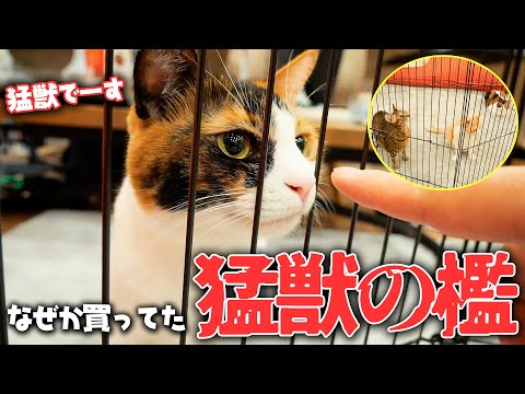 なぜか我が家に猛獣用の檻が届いたので、猫たちと人間を全員閉じ込めてみました【猫は猛獣】