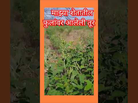 फुलांवर आलेली तूर🌿☘️ #shorts #ytshorts #youtubeshorts #youtube.