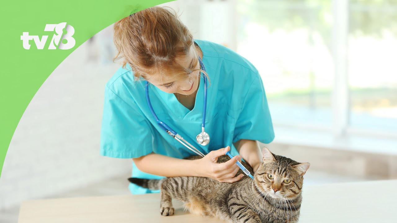 Quand et pourquoi est-il important de vacciner son chat ?