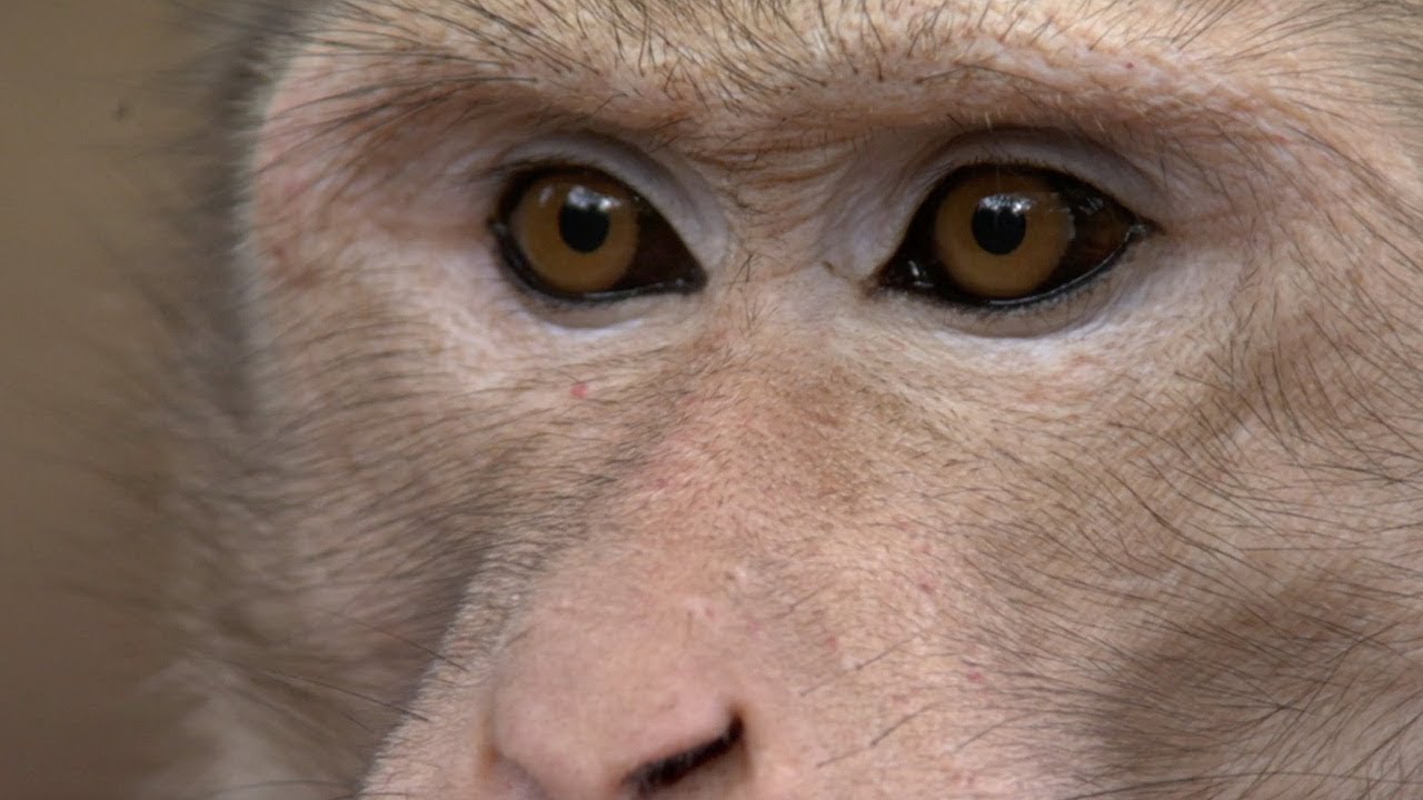 30 Minutes of Incredible Primate Moments