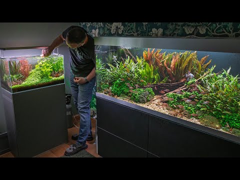 MOOD ENHANCING AQUASCAPE MAINTENANCE (4K) PRE-ORDER AQUATIC HABITATS BOOK NOW - https_//amzn.to/416WJlj

Website - https_//www.georgefarmerstu