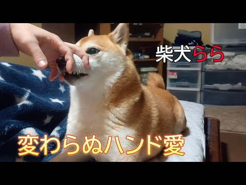 変わらぬハンド愛