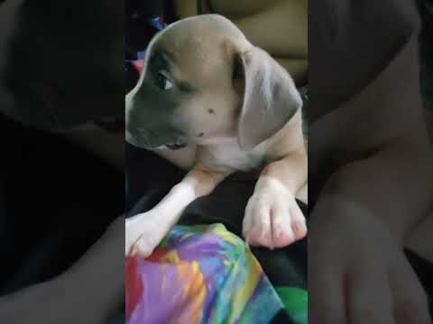 Amstaff#Rokki#переход#спустя месяц😍