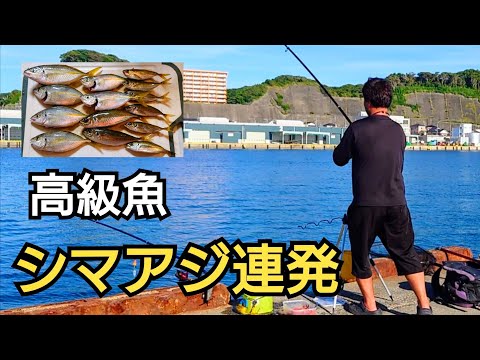 釣り開始して直ぐにアジの王様、シマアジが連発！アジの回遊は?