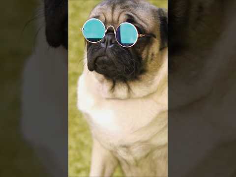 Funny Dog 🐶 | Ye Sab Kya Dekhna Pad Raha Hai Mujhe 😂 #shorts#dogs#cutedog