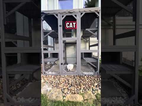 The Catio Audition Is Over