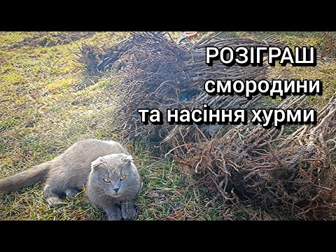 ❗РОЗІГРАШ❗Викопую саджанці Смородини, та розігрую смородину і пророщене насіння хурми