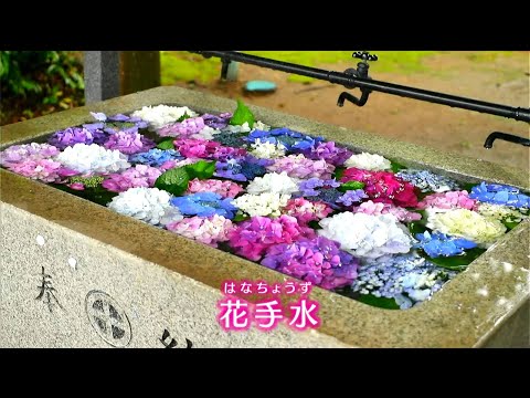 『梅雨の癒しに！　稲荷神社の花手水』　日置市東市来町　鹿児島(MBCニューズナウ 2025年6月18日放送）