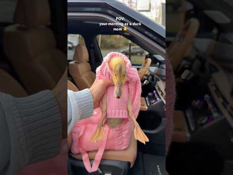 morning with my lil duckling 🐥 #duck #duckling #cute #asmrsounds #shorts