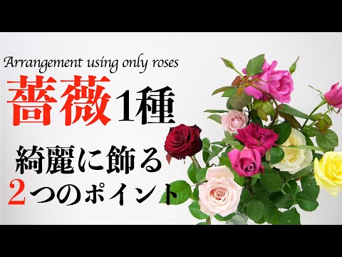 【初心者】薔薇１種だけを綺麗に飾る２つのポイント🌹【生け花/フラワーアレンジメント】