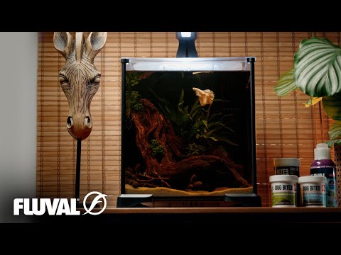 MAKE YOUR BETTA FEEL AT HOME | All-In-One Fluval Betta Kit