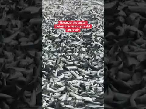 Thousands of dead fish wash up in Japan