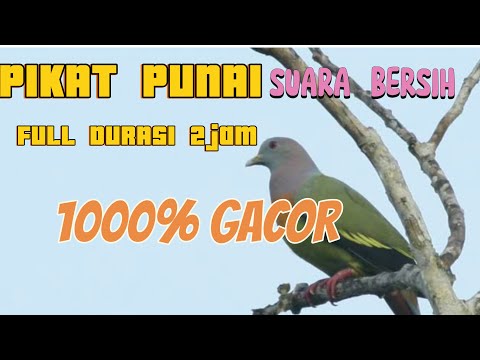 SUARA PIKAT BURUNG PUNAI 1000% AMPUH‼️DURASI PANJANG