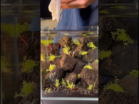Tank Restoration! Full video in channel! #fishtank 