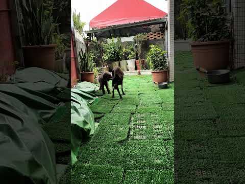 老蘇愛心天使團救助安養的捕獸夾截肢犬 三花老奶奶 安靜乖巧，雖然少了一條腿及左眼，但並不妨礙三花老奶奶的生活作息，每天都會到庭園大小便散步，真是令人疼惜的老奶奶