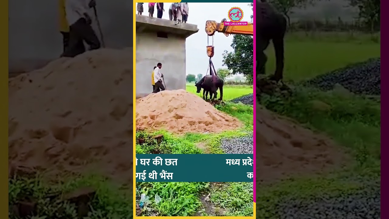 MP के Singrauli में भैंस के लिए रेस्क्यू ऑपरेशन, छत चढ़ गई थी