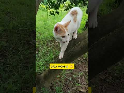 MÈO LIỀU ĐÁNH ÚP: KHÓC XIN THAAA =))#meo #vutrudramameo #haihuoc #xuhuong #meme