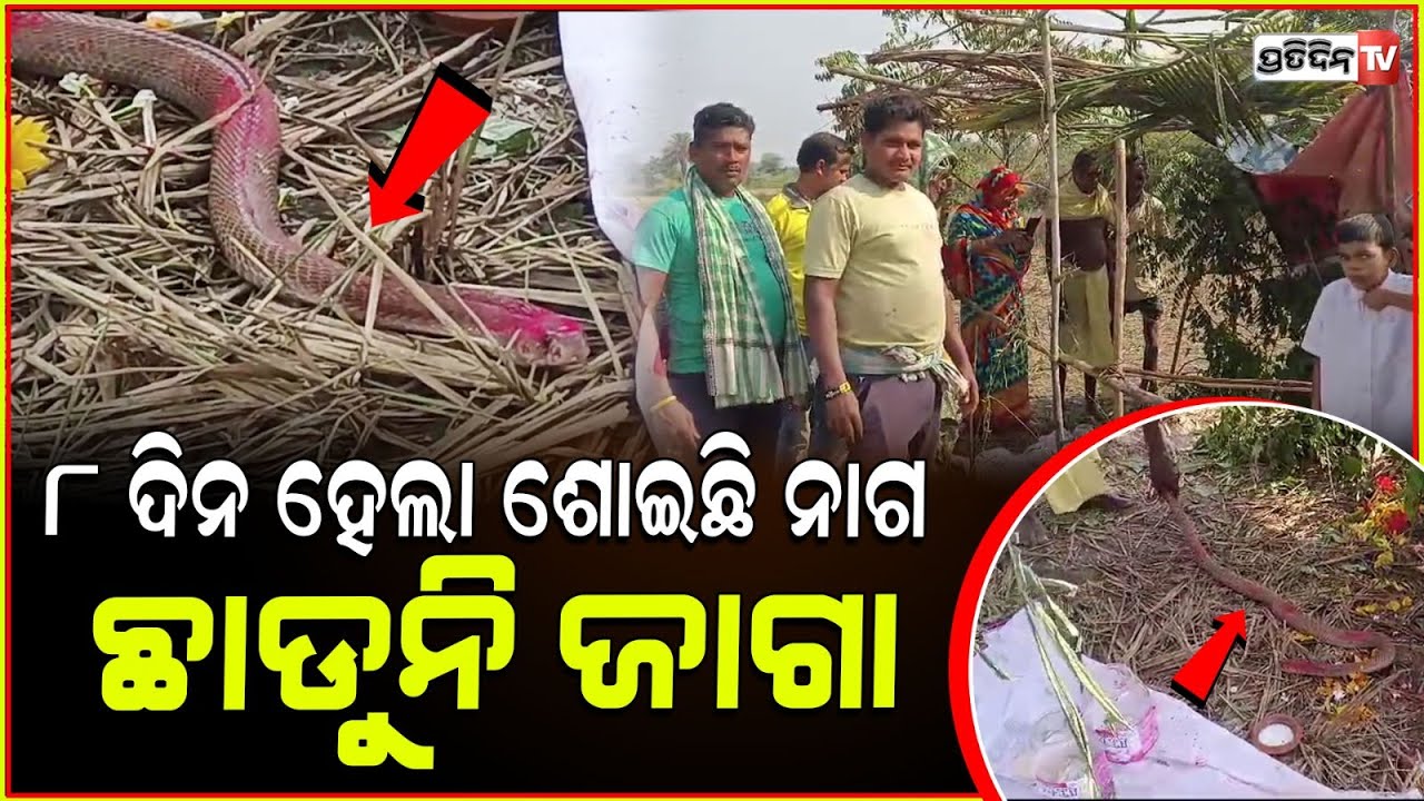 ଜାଗା ଛାଡୁନି ୮ ଦିନ ହେଲା, ଗୋଟିଏ ଜାଗାରେ ଶୋଇଛି ନାଗ ! Rare snake finds inner peace, Ganjam.