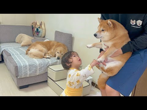 朝から突然歩けなくなった豆柴といつもと違う豆柴の症状を心配する1歳児