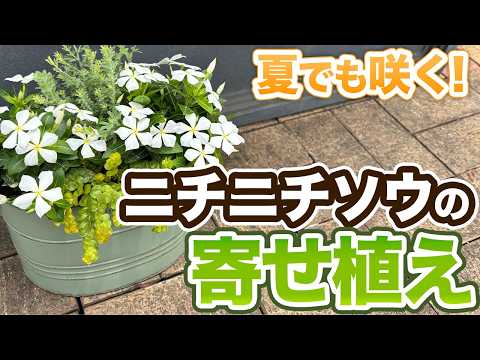 【暑さに強い】ニチニチソウの寄せ植えを解説します！【寄せ植えシリーズ】【初心者向け】