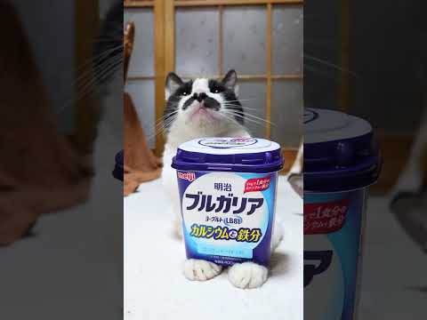 猫の動画サムネイル - 明治ブルガリアヨーグルト LB81カルシウムと鉄分　250714 #cat #cute #ネコ #kitten #ねこ #animals　 #cutecat　 #猫のいる暮らし #のせ猫