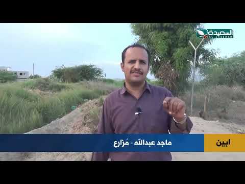 قناة السعيدة الفضائية