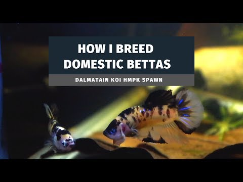 How I Breed Domestic Bettas How I Breed Domestic Bettas! Today I show how I spawned my most recent pair, I cover all basic aspec