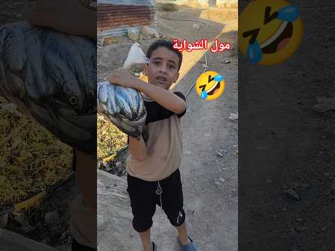 مول الشواية جايب الشواية 🤣🤣 #explorepage #funnyshorts #funny #trending #trend #foryoureels #fypシ゚