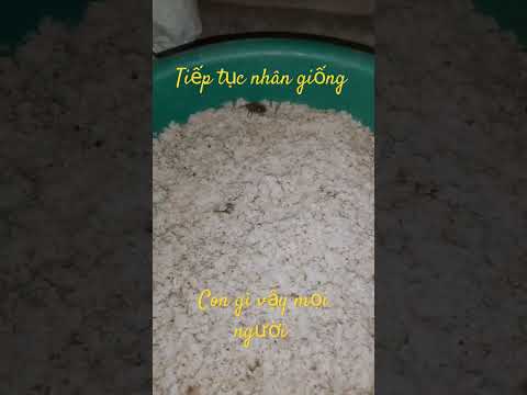 nhộng cọ #suhuong