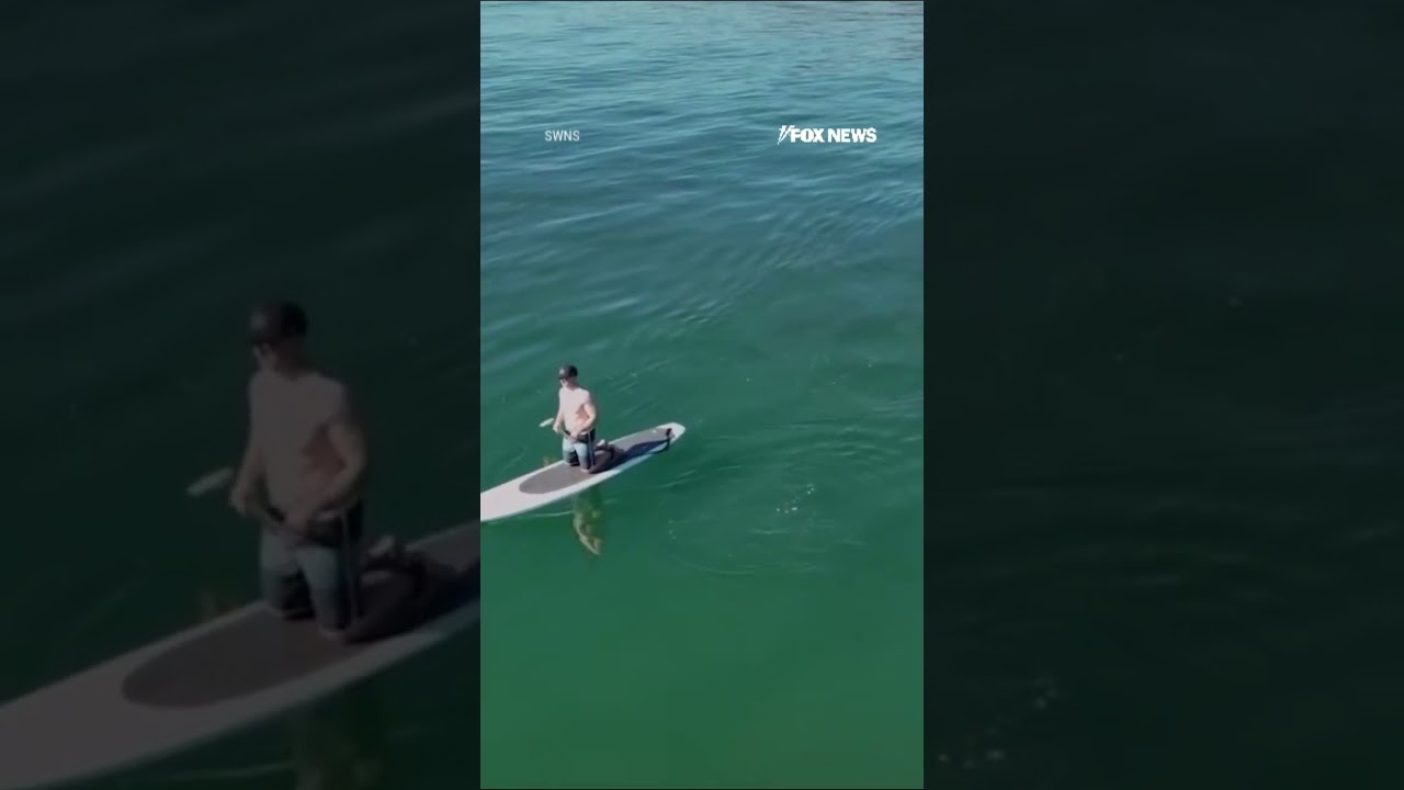 Chilling footage: Great white approaches paddleboarder #shorts #foxnews #news #viral #us