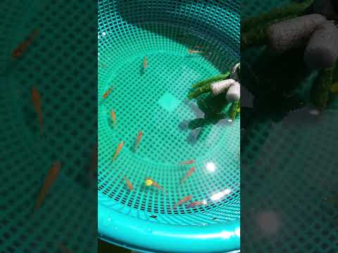 it's medaka season! #medaka #ricefish #fishkeeping 