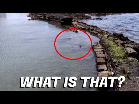 Extremely Rare Find in South African Tidal Pool There is some amazing wildlife at this public beach in South Africa. There are specially adapted fis